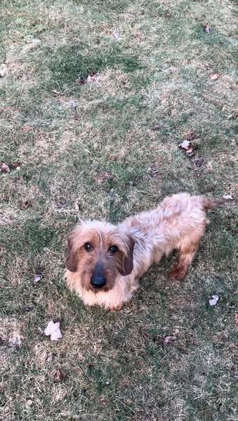 Fritz, a Adopted Dachshund in Foster, RI image 2/2
