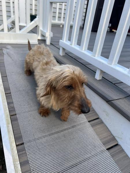 Fritz, a Adopted Dachshund in Foster, RI image 1/2