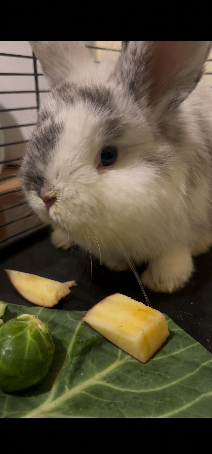 Enlarge Atom, an adopted Dwarf in San Antonio, TX image 3/6