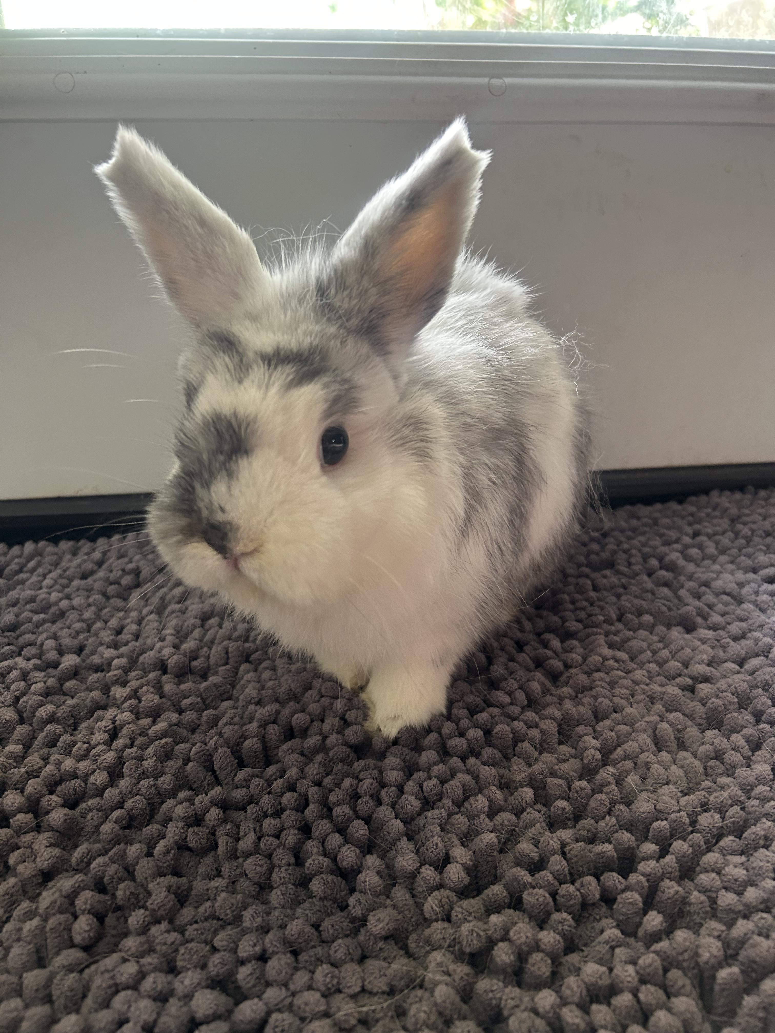 Enlarge Atom, an adopted Dwarf in San Antonio, TX image 1/6