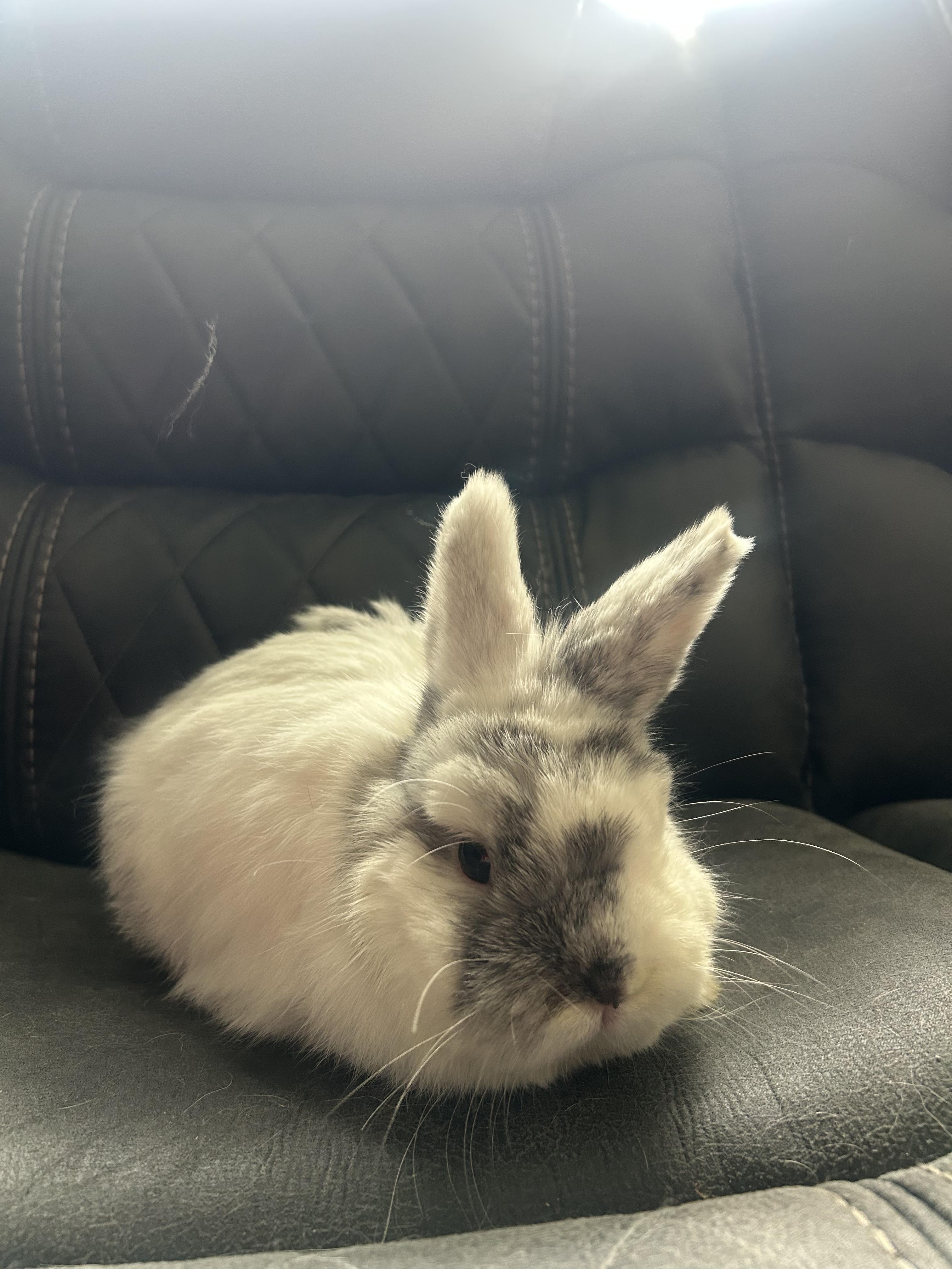 Enlarge Atom, an adopted Dwarf in San Antonio, TX image 5/6