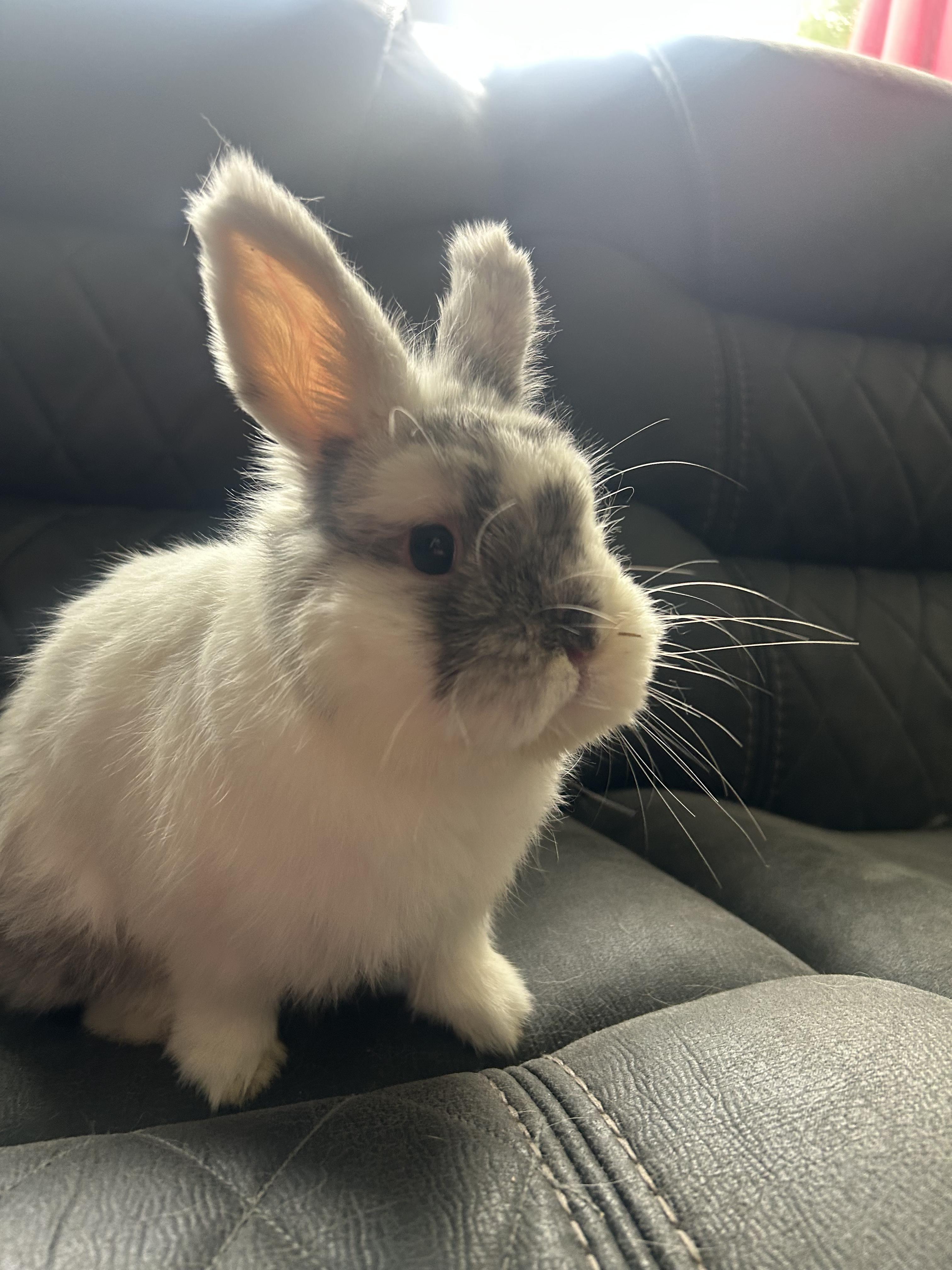 Enlarge Atom, an adopted Dwarf in San Antonio, TX image 4/6