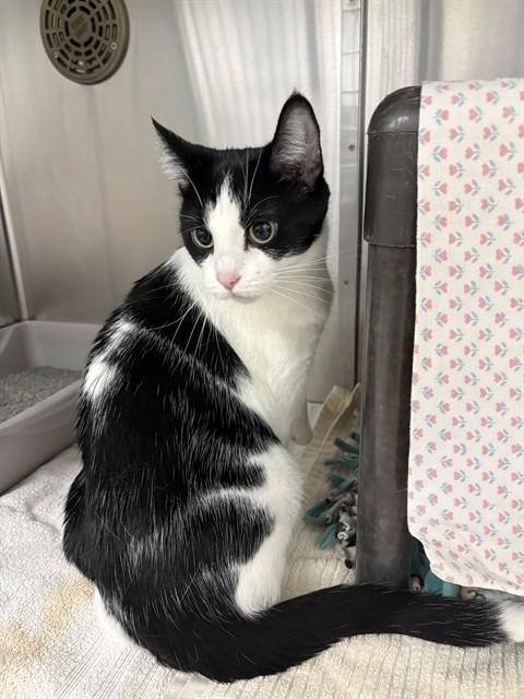 MERCY, Adoptable, Adult Female Domestic Short Hair.