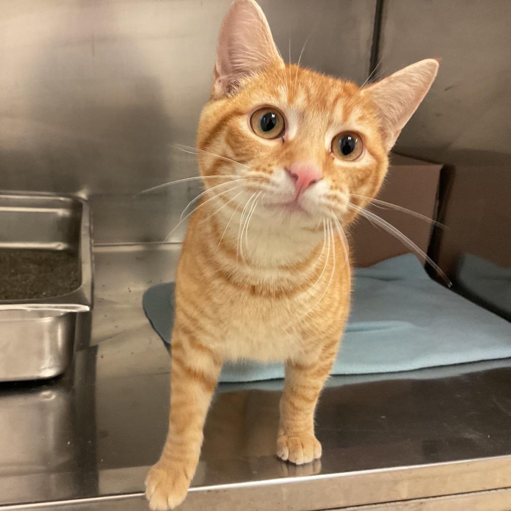 Cornbread, Adoptable, Kitten Male Domestic Short Hair.