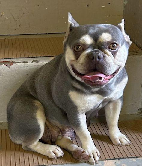 LILY, adopted, Adult Female French Bulldog.