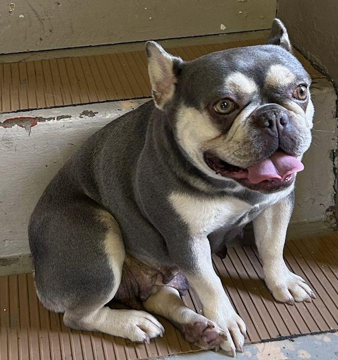 Enlarge LILY, an adopted French Bulldog in Rossford, OH image 5/5