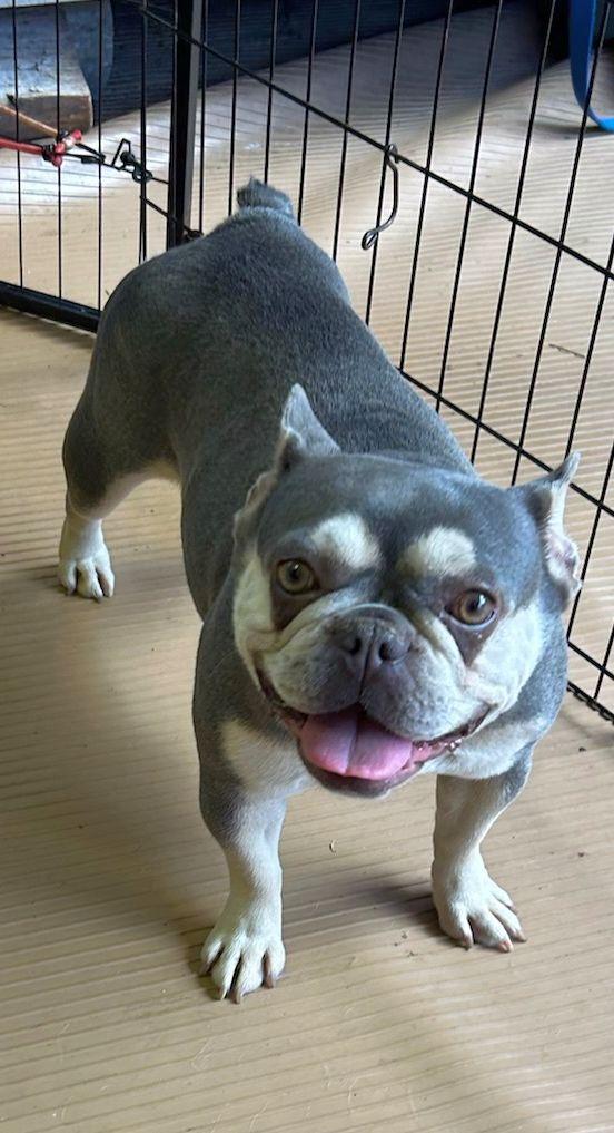 Enlarge LILY, an adopted French Bulldog in Rossford, OH image 2/5