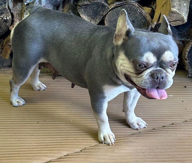Enlarge LILY, an adopted French Bulldog in Rossford, OH image 4/5
