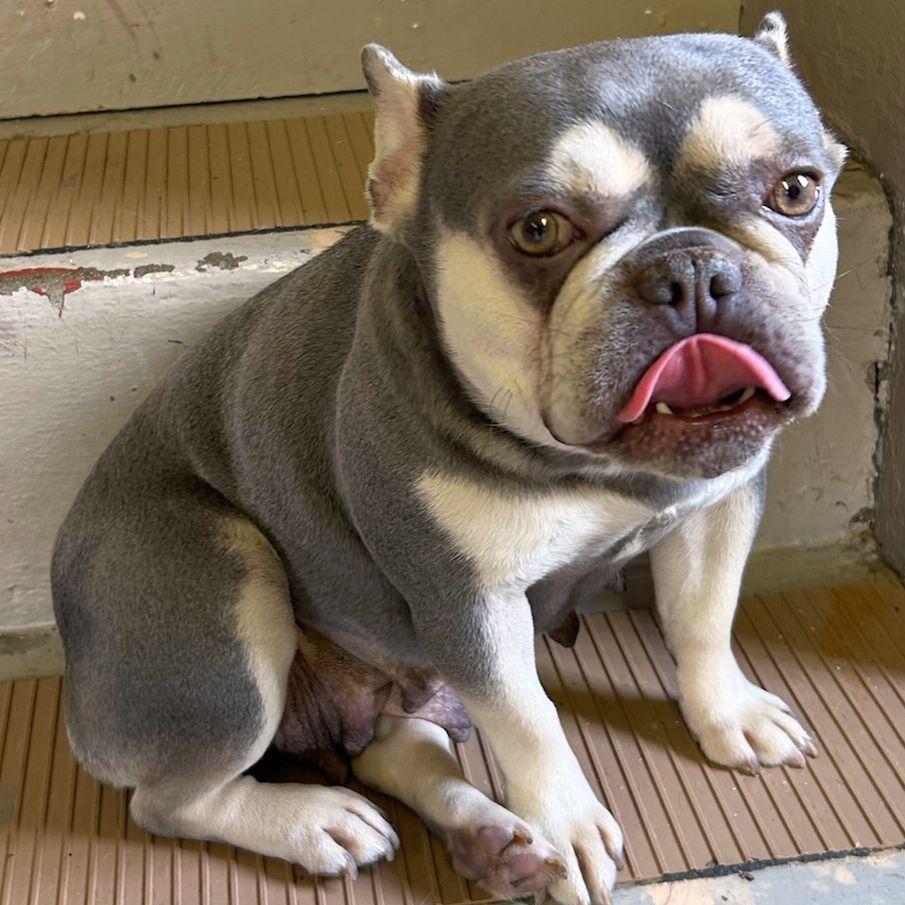 Enlarge LILY, an adopted French Bulldog in Rossford, OH image 3/5