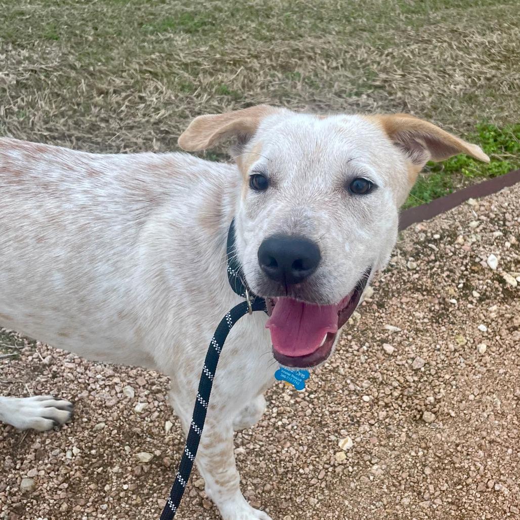 King, Adoptable, Adult Male Australian Shepherd & Yellow Labrador Retriever.