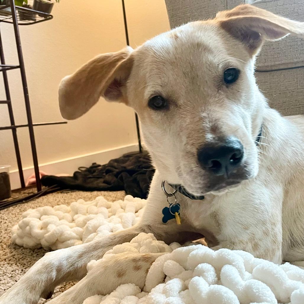 King, a Adoptable mixed breed in Houston, TX image 2/6