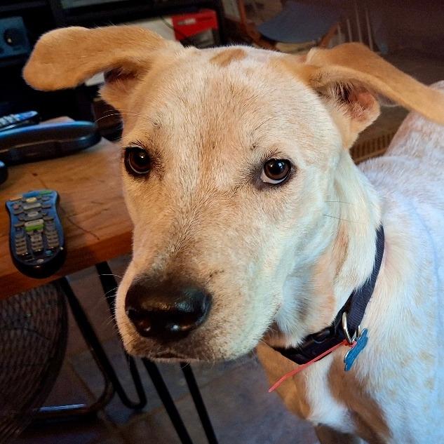 Enlarge King, a Adoptable mixed breed in Houston, TX image 4/6