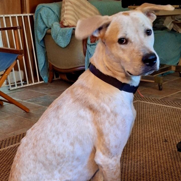 King, a Adoptable mixed breed in Houston, TX image 4/6