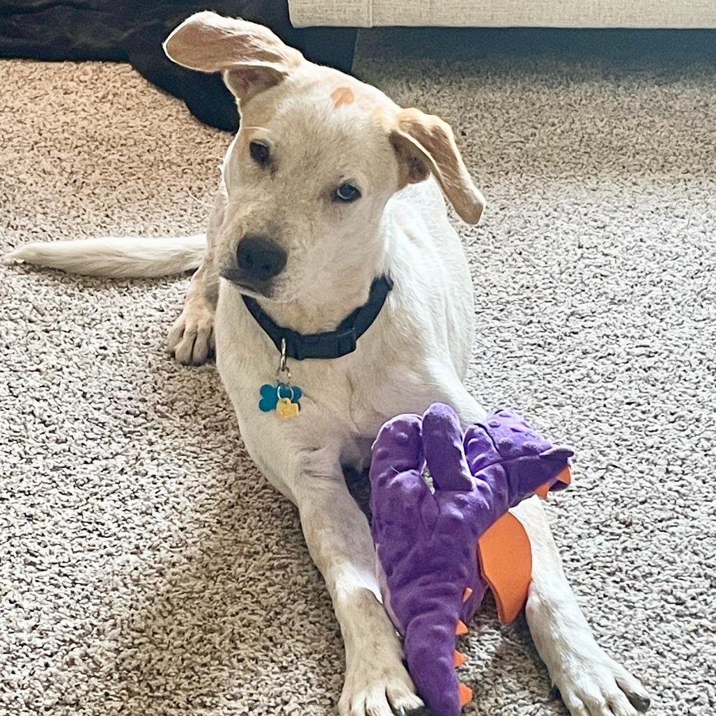 King, a Adoptable mixed breed in Houston, TX image 5/6