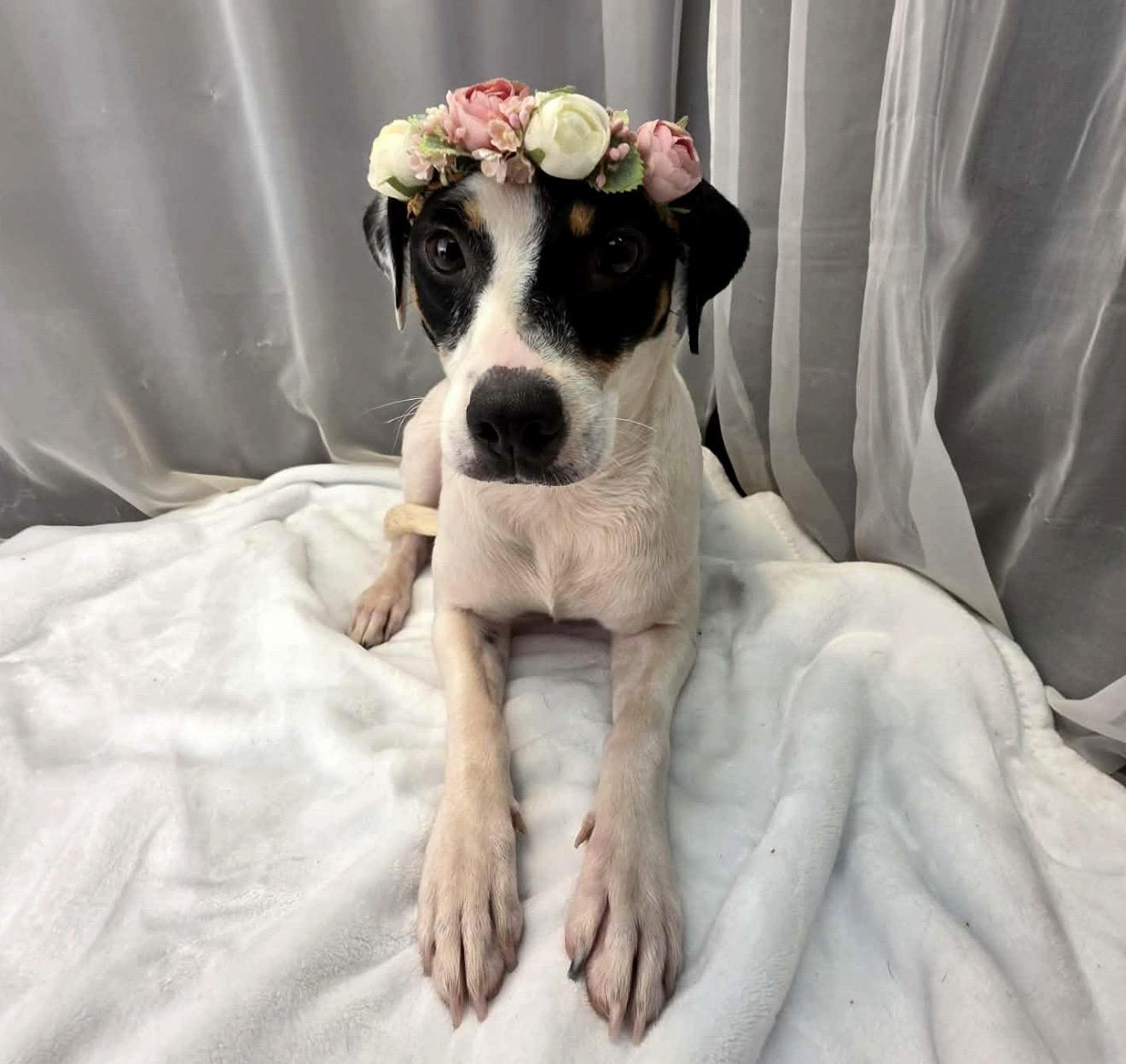 Enlarge Destiny, a Adoptable mixed breed in Lake Orion, MI image 6/6