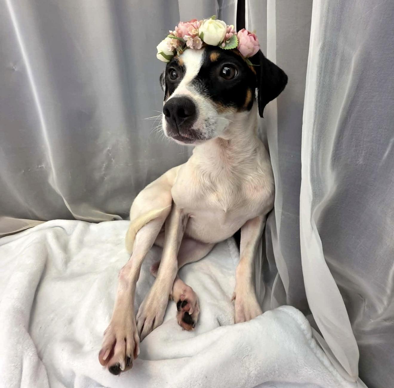Enlarge Destiny, a Adoptable mixed breed in Lake Orion, MI image 5/6