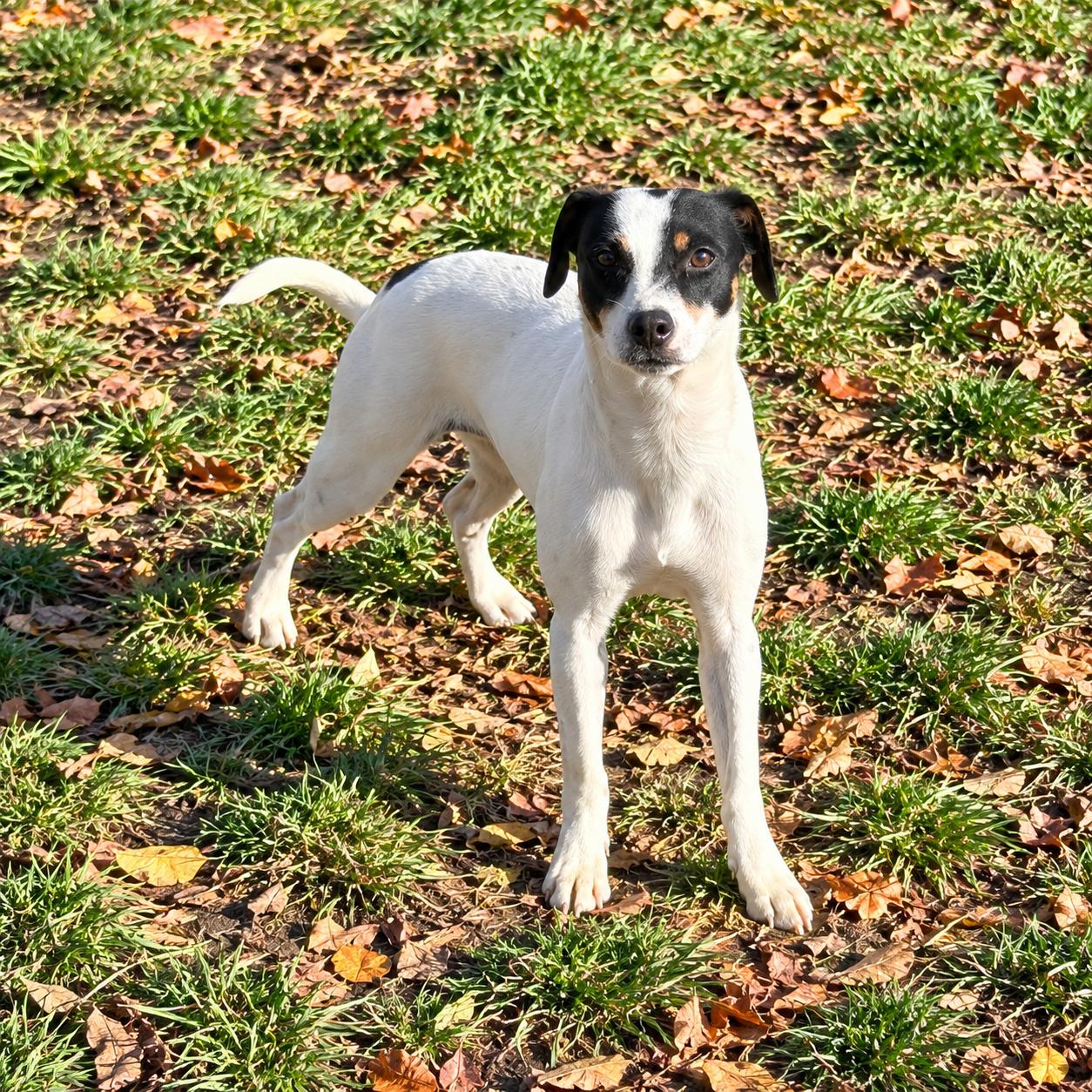 Enlarge Destiny, a Adoptable mixed breed in Lake Orion, MI image 3/6