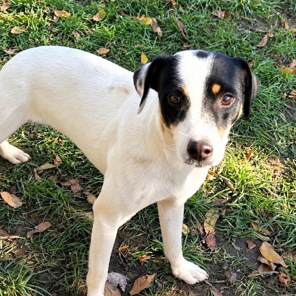 Destiny, Adoptable, Young Female Jack Russell Terrier & Rat Terrier.