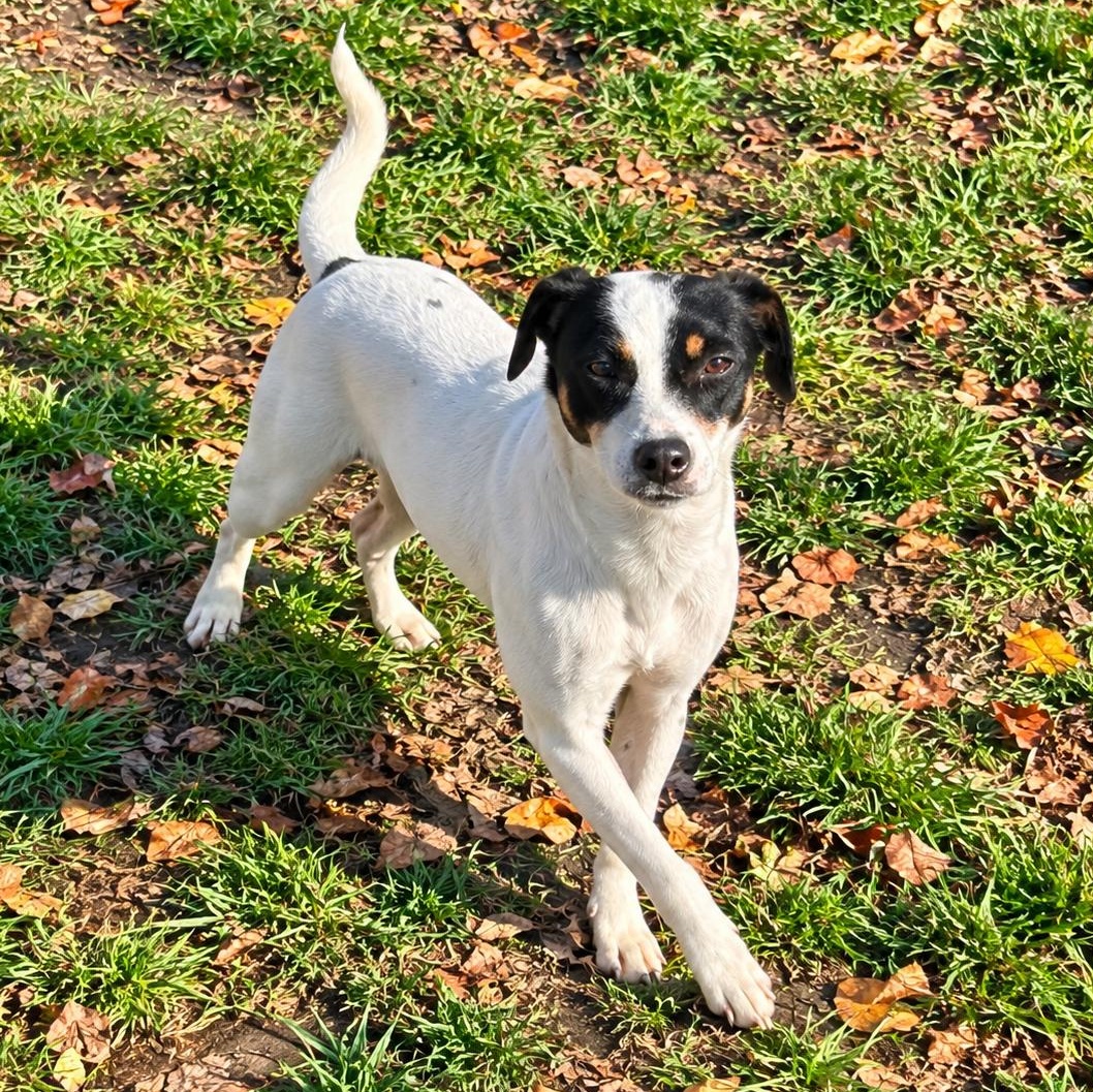 Enlarge Destiny, a Adoptable mixed breed in Lake Orion, MI image 2/6