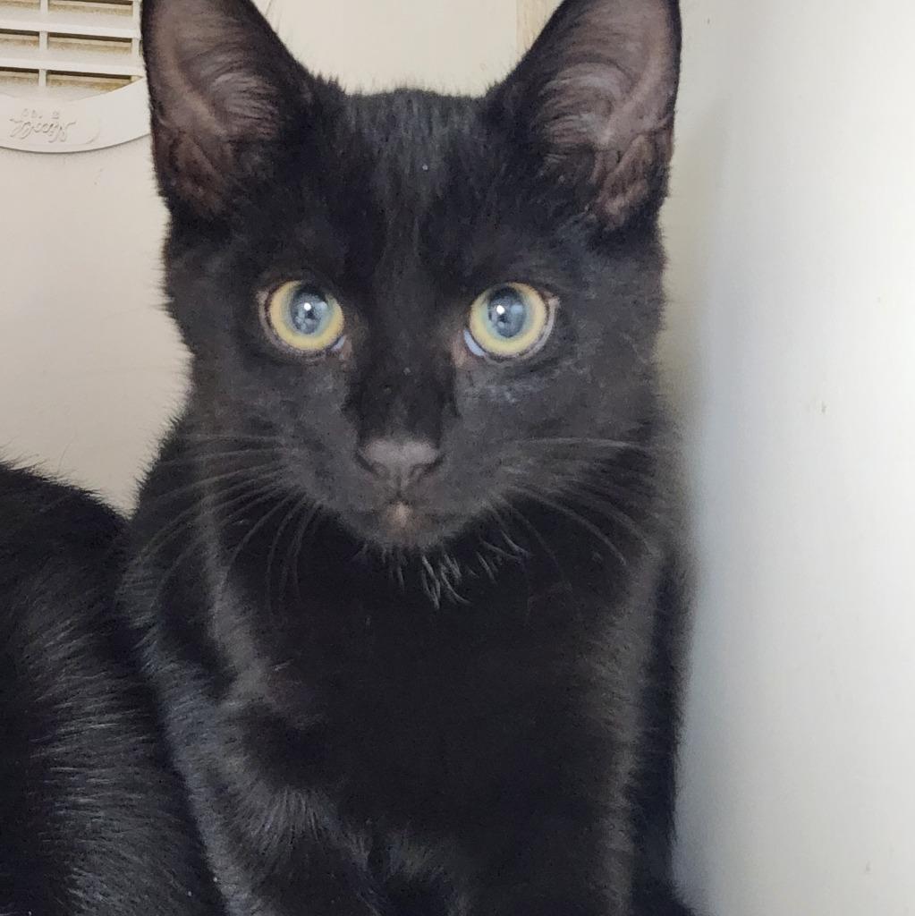 Enlarge Jet, a Adoptable mixed breed in Walnutport, PA image 1/1