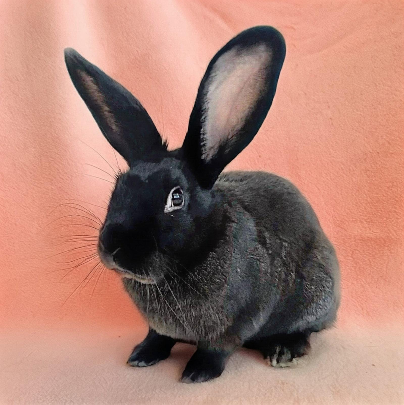 Enlarge Pango, a Adoptable Bunny Rabbit in Burlingame, CA image 1/1