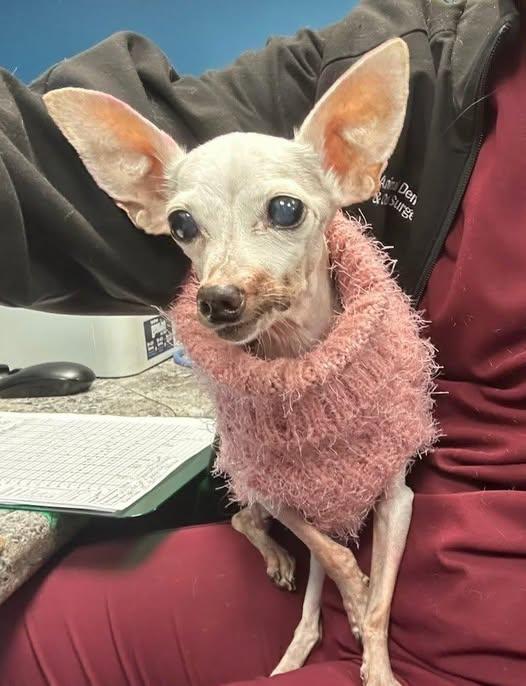 Paisley, Adoptable, Senior Female Chihuahua.