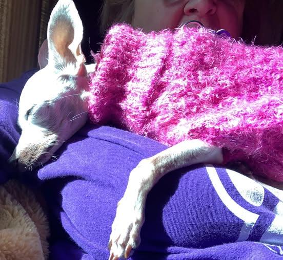 Paisley, a Adoptable mixed breed in Rockville, MD image 6/6