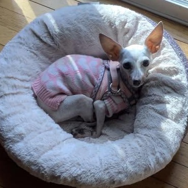 Paisley, a Adoptable mixed breed in Rockville, MD image 5/6