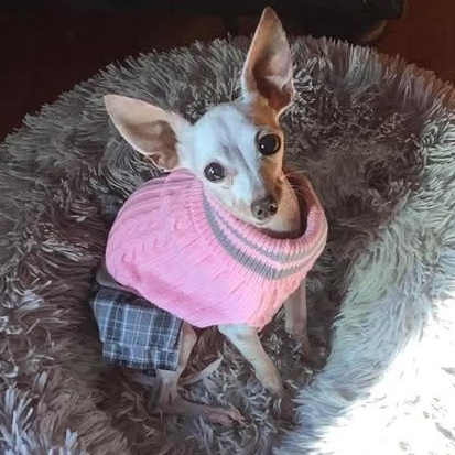 Paisley, Adoptable, Senior Female Chihuahua.