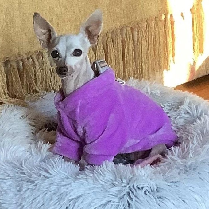 Paisley, a Adoptable mixed breed in Rockville, MD image 3/6