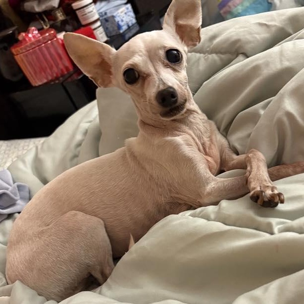 Paisley, a Adoptable mixed breed in Rockville, MD image 4/6