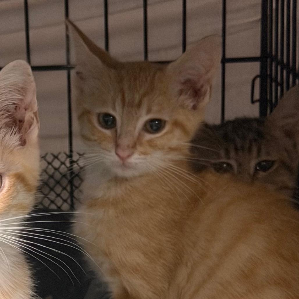 Dandy, Adoptable, Kitten Male Domestic Short Hair.