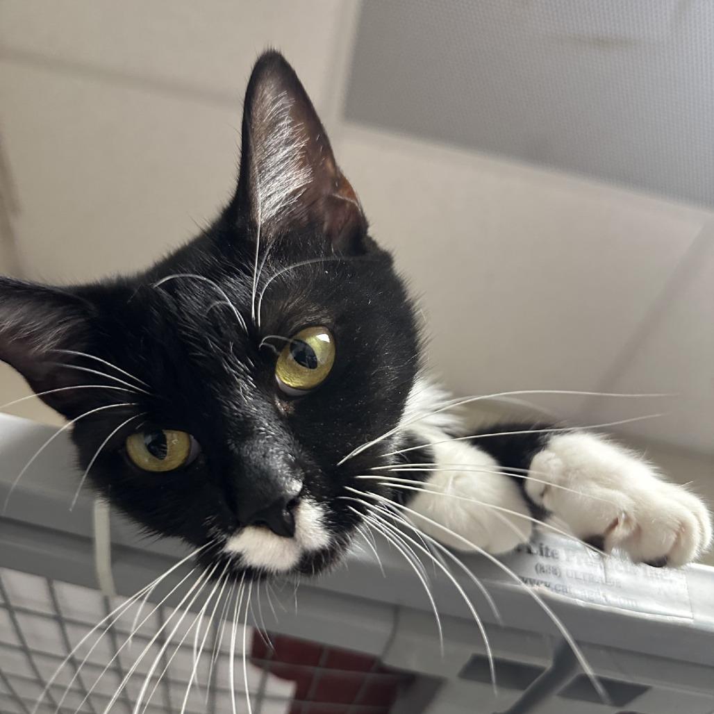 Yoshi, Adoptable, Adult Female Domestic Short Hair.