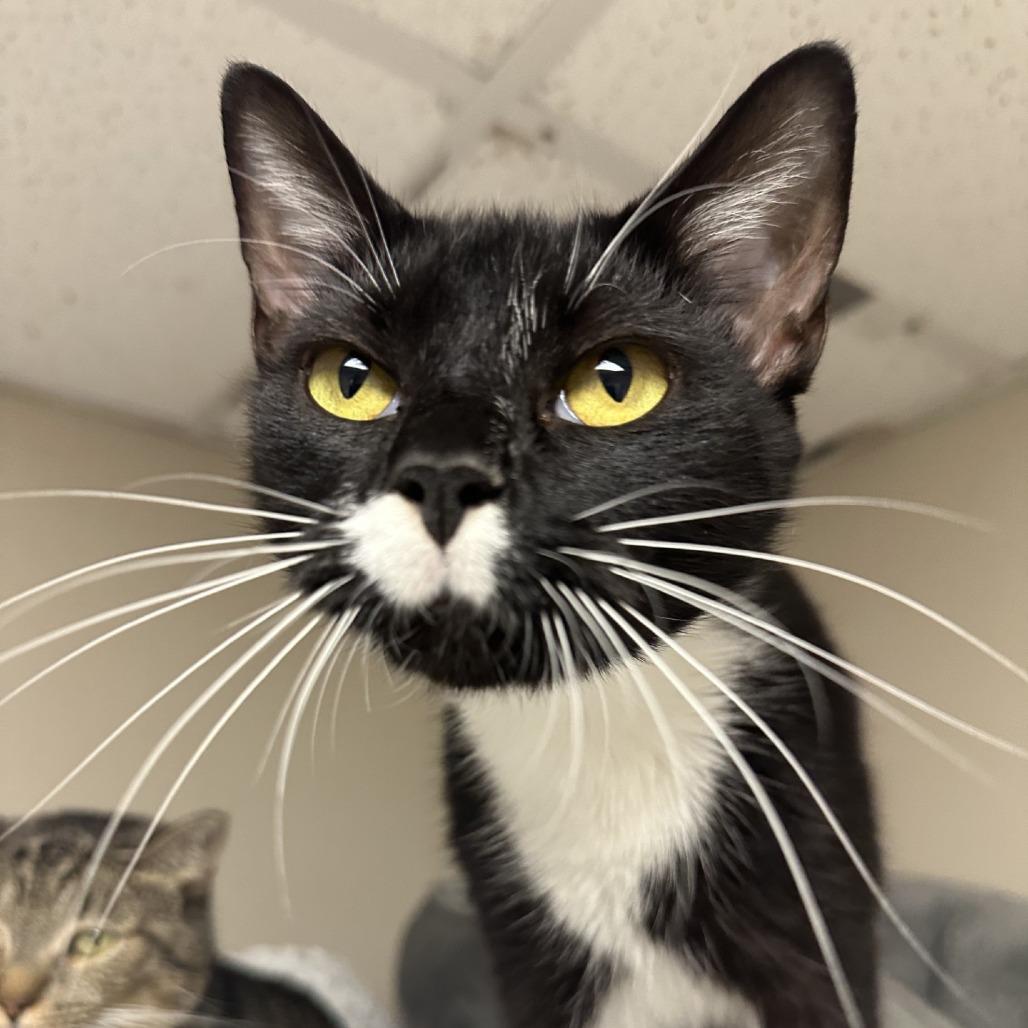 Enlarge Yoshi, a Adoptable Domestic Short Hair in Blue Ridge, GA image 2/2