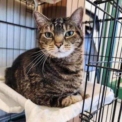 Earl Grey (Buster), Adoptable, Senior Male Domestic Short Hair & Tabby.