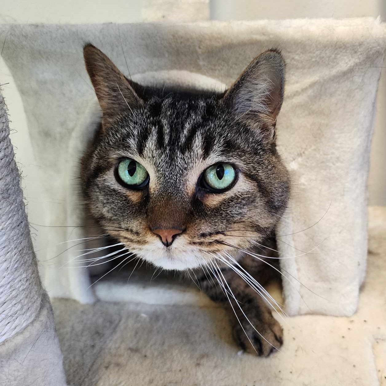 Earl Grey (Buster), a Adoptable mixed breed image 2/2