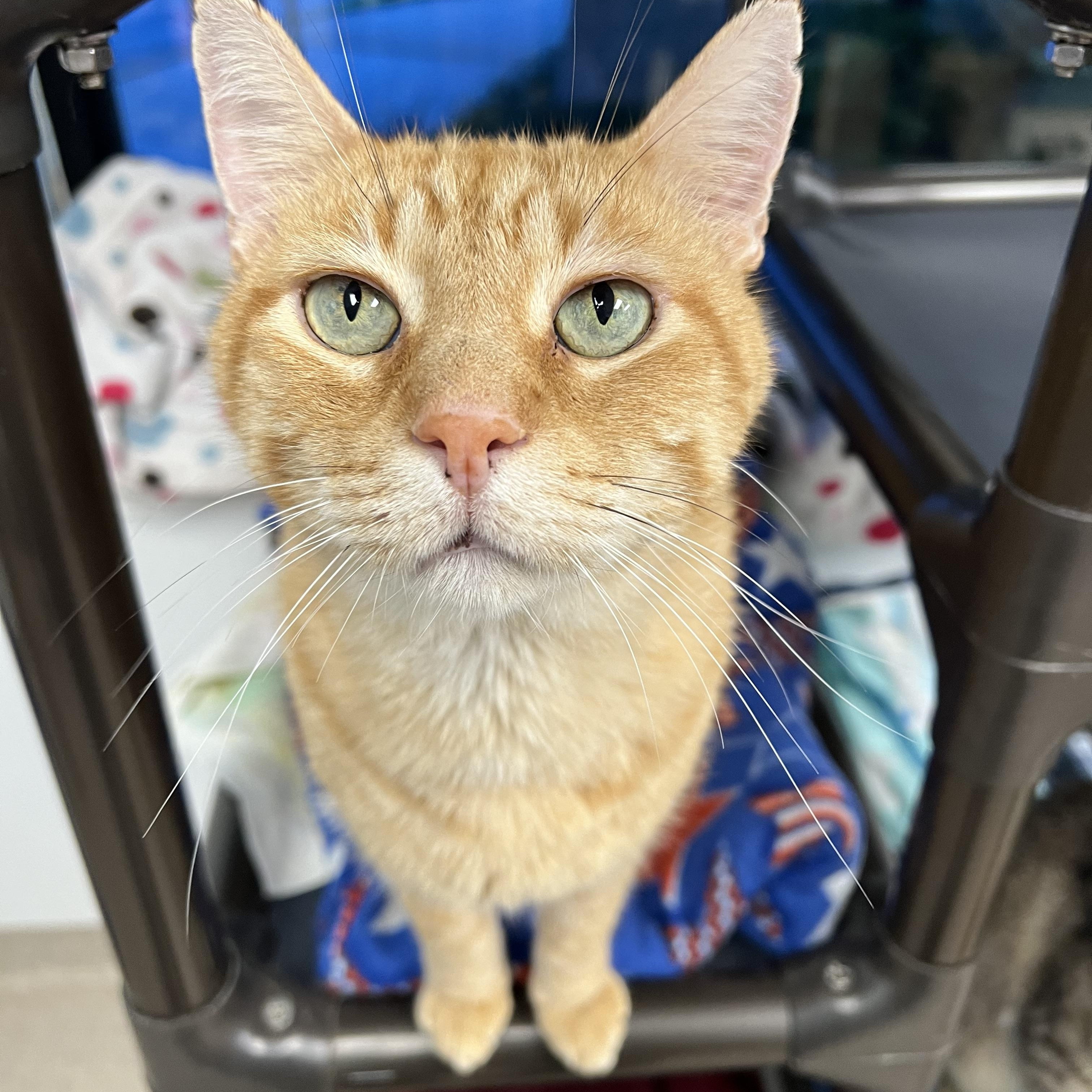 Enlarge Rudy, a Adoptable Domestic Short Hair in Arlington Heights, IL image 1/1