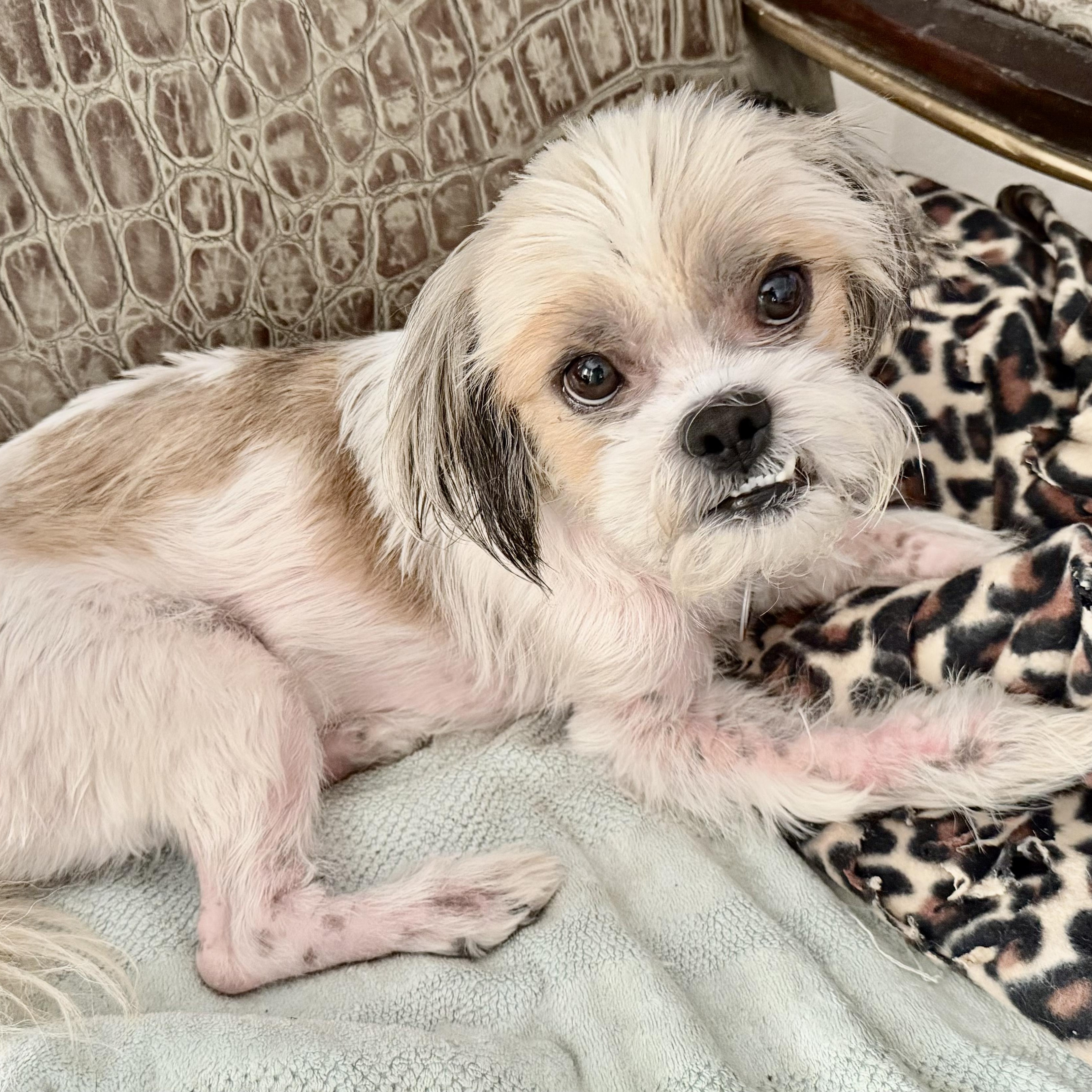 Enlarge Obie, a Adoptable Shih Tzu in Plano, TX image 2/3