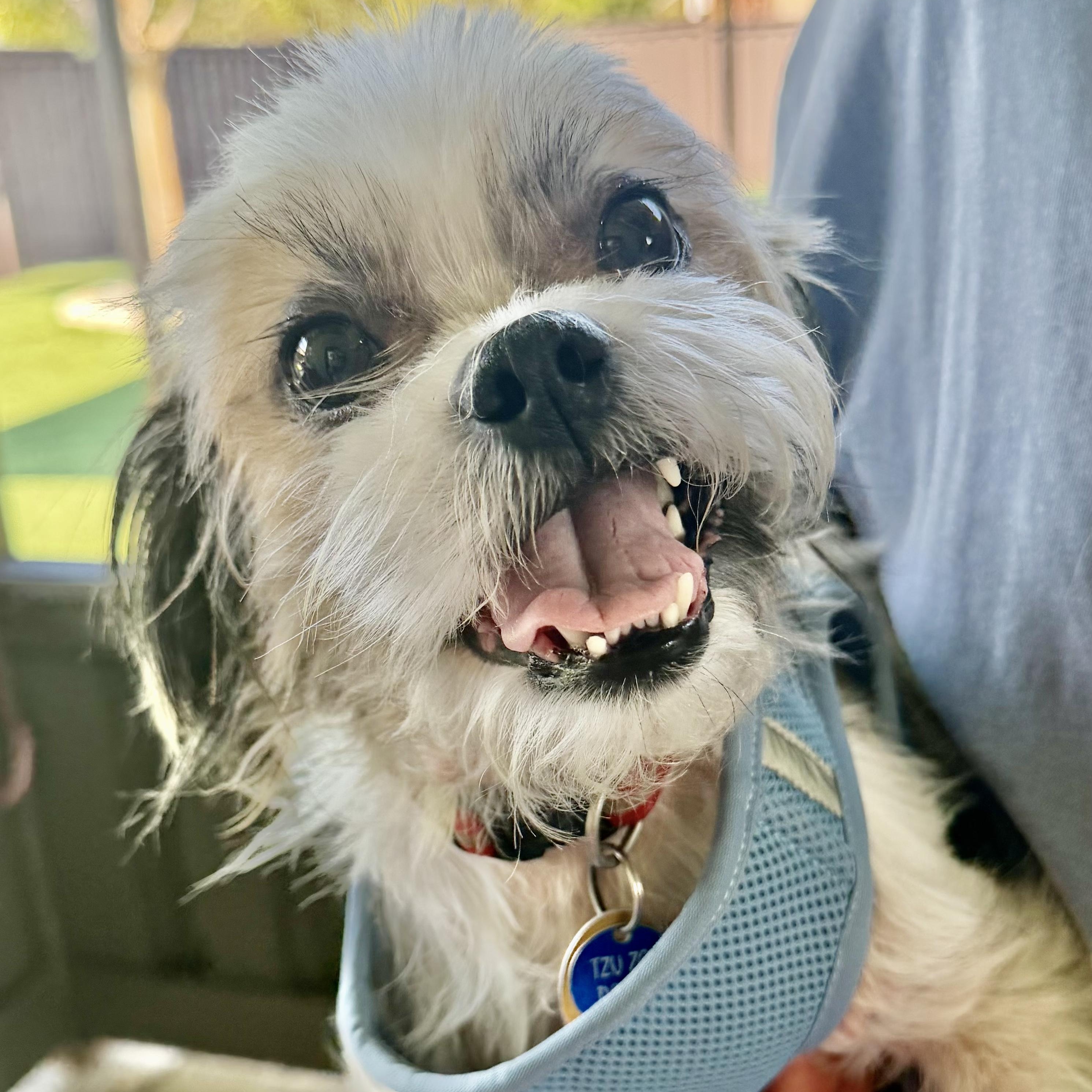 Obie, Adoptable, Adult Male Shih Tzu.
