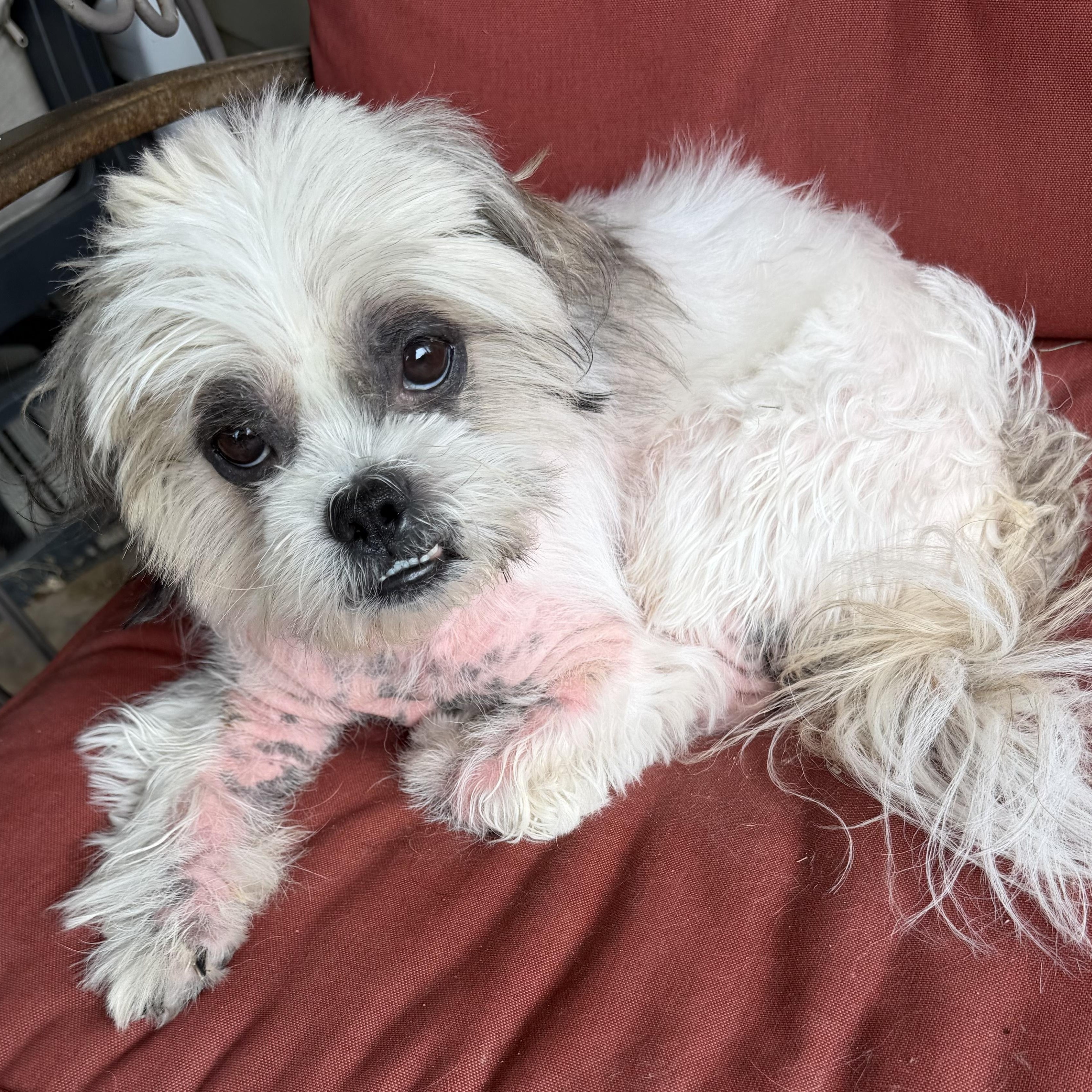 Obie, Adoptable, Adult Male Shih Tzu.