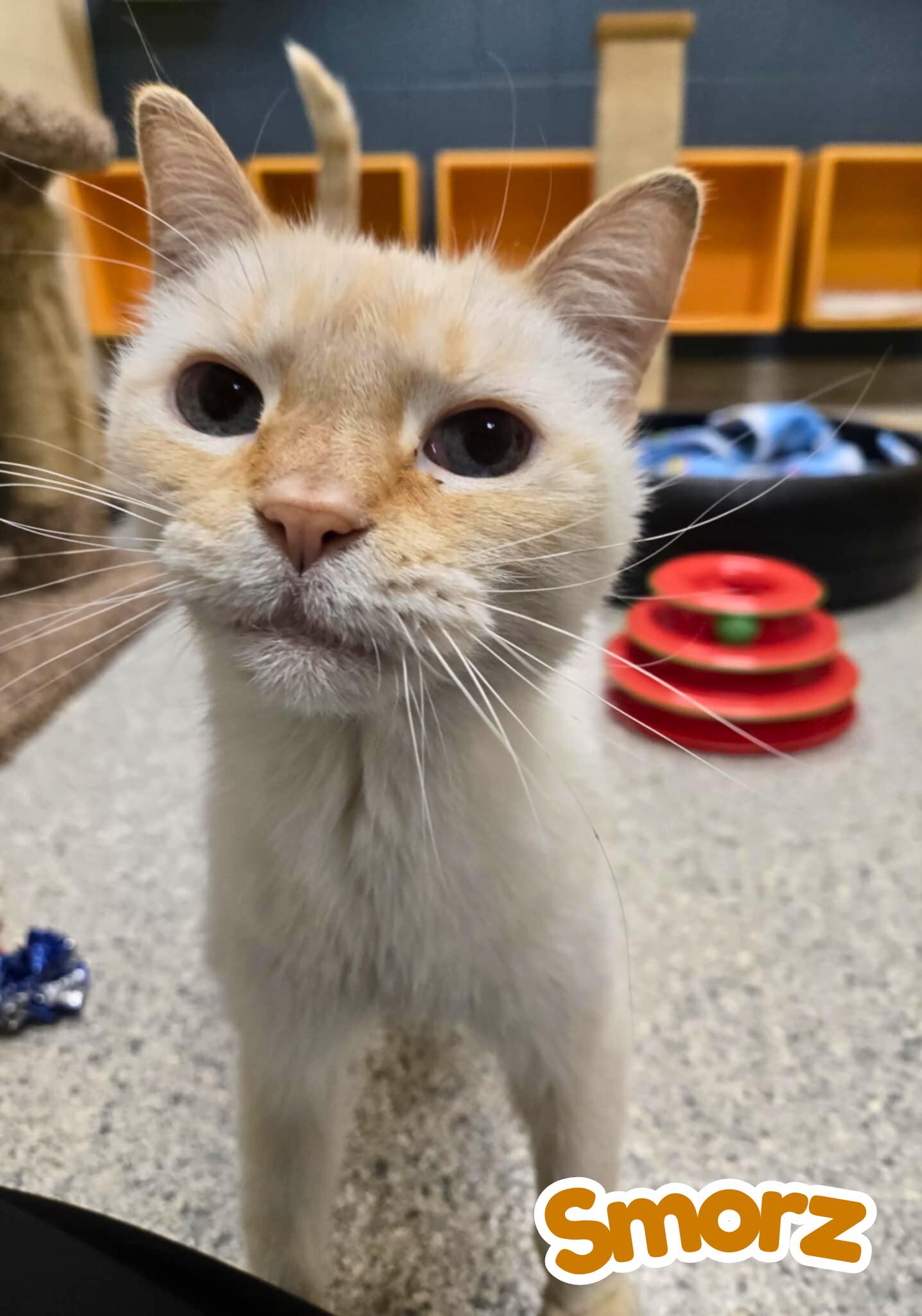 Enlarge Smorz, a Adoptable Siamese in Valparaiso, IN image 1/4