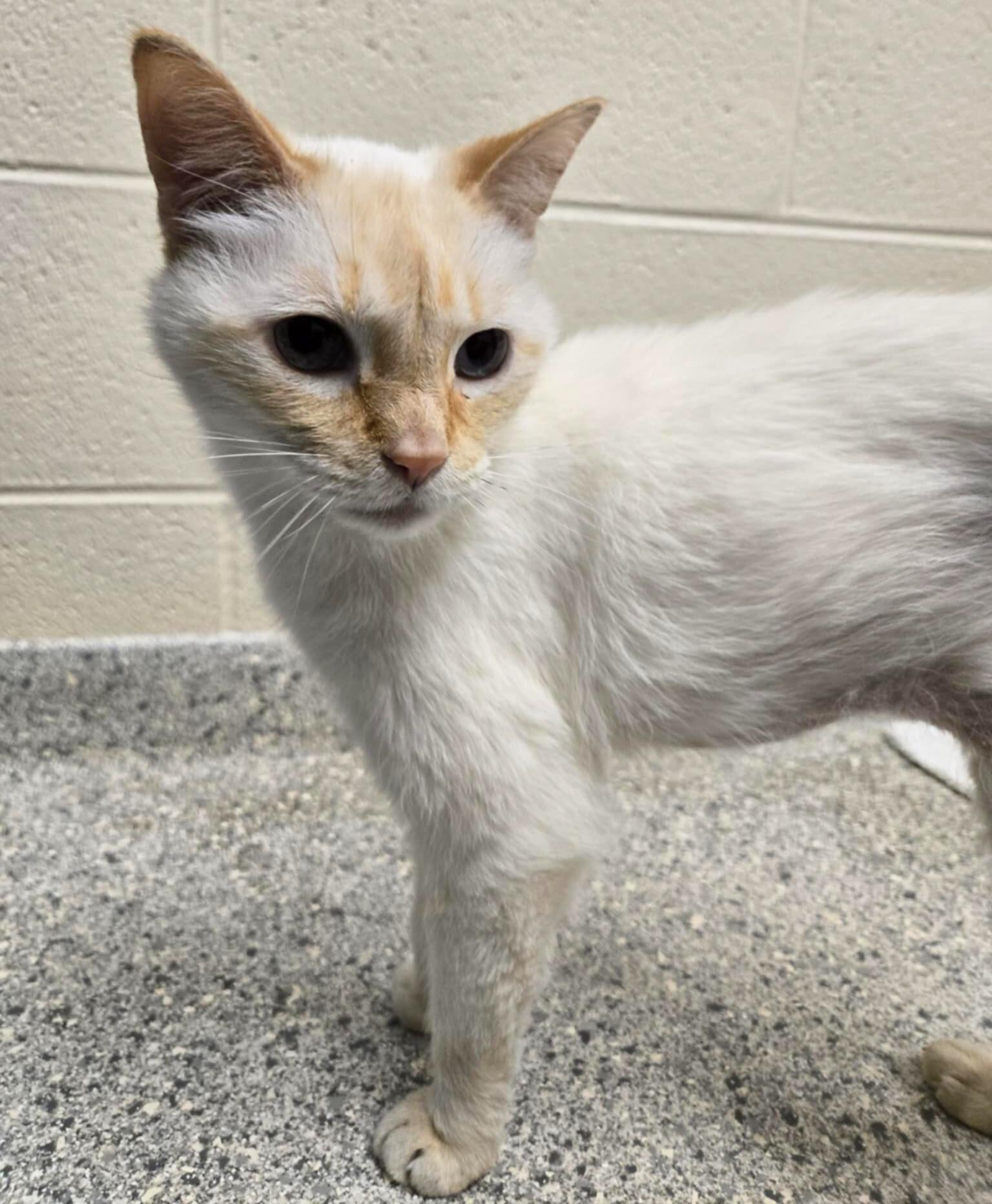Enlarge Smorz, a Adoptable Siamese in Valparaiso, IN image 3/4