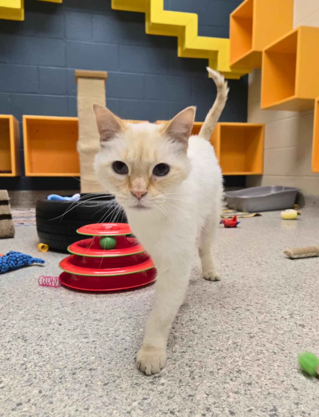 Enlarge Smorz, a Adoptable Siamese in Valparaiso, IN image 2/4