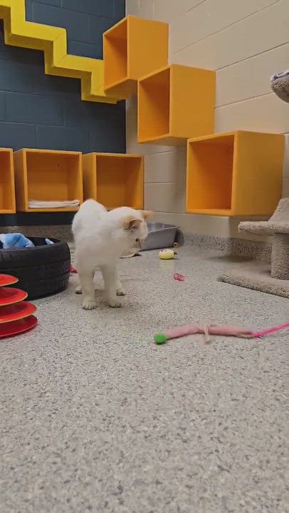Enlarge Smorz, a Adoptable Siamese in Valparaiso, IN video 4/4