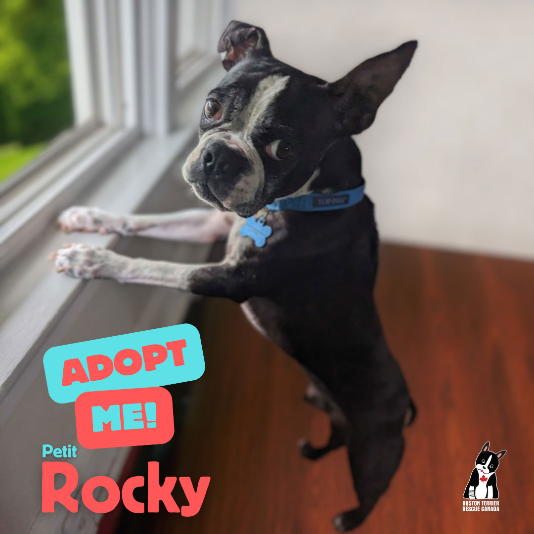 Enlarge PETIT ROCKY, a Adopted Boston Terrier in Port Colborne, ON image 1/1