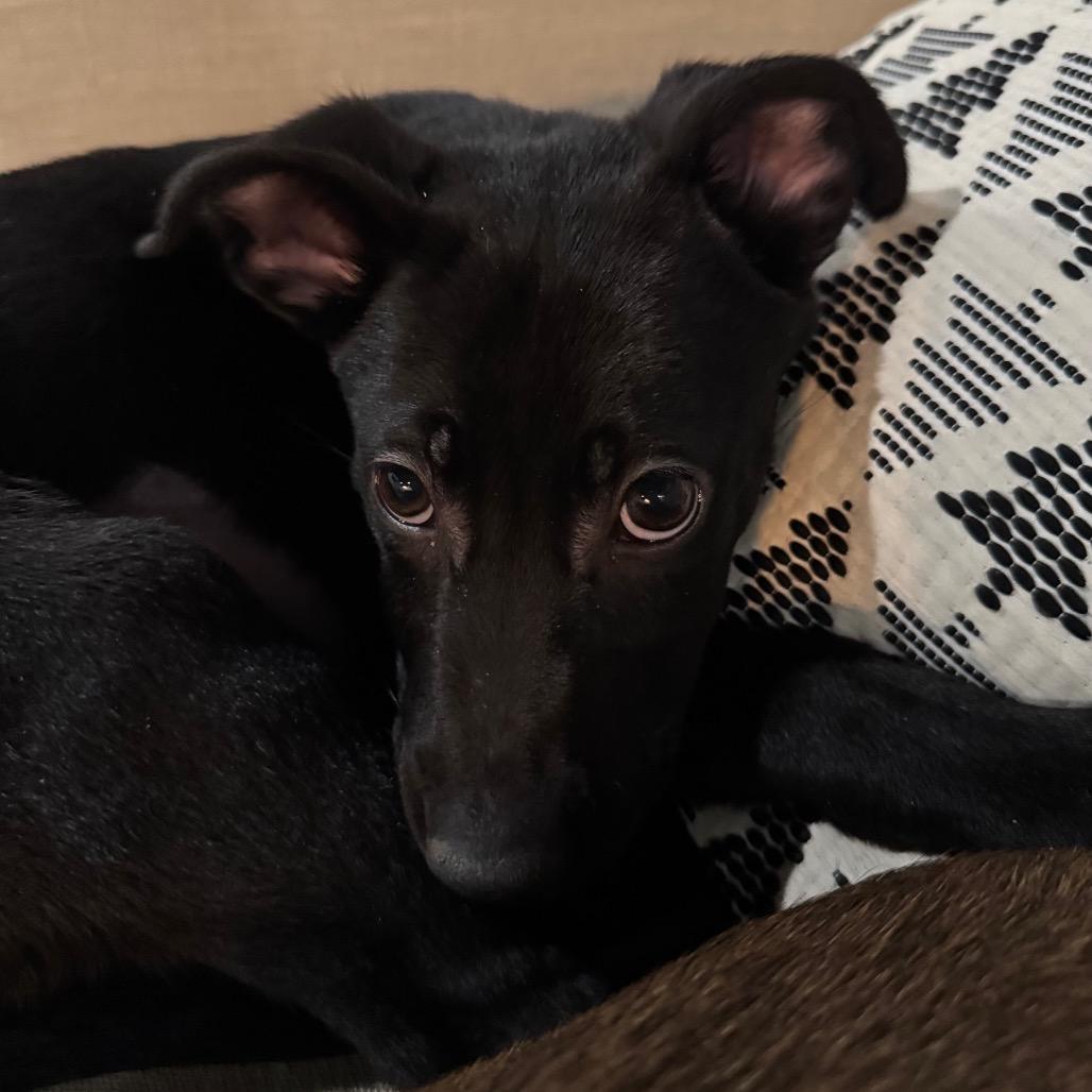 Enlarge Presley, a Adoptable mixed breed in Northville, MI image 1/6