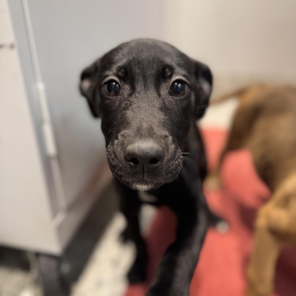 Enlarge Presley, a Adoptable mixed breed in Northville, MI image 2/6