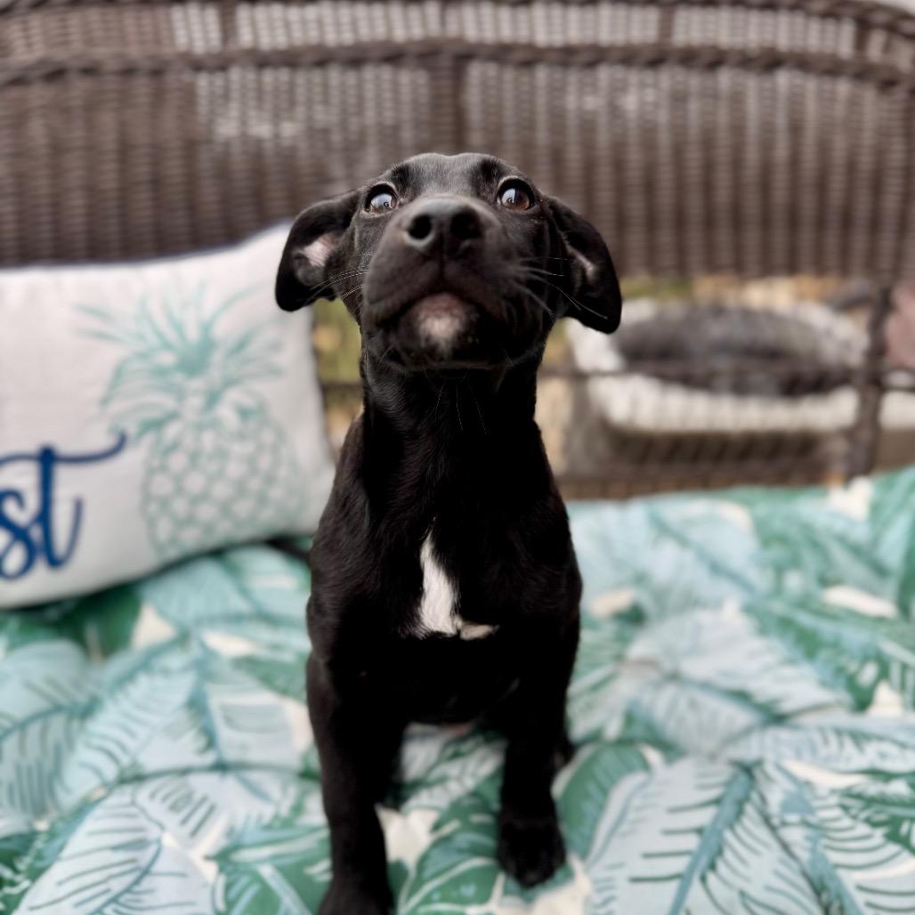 Enlarge Presley, a Adoptable mixed breed in Northville, MI image 3/6