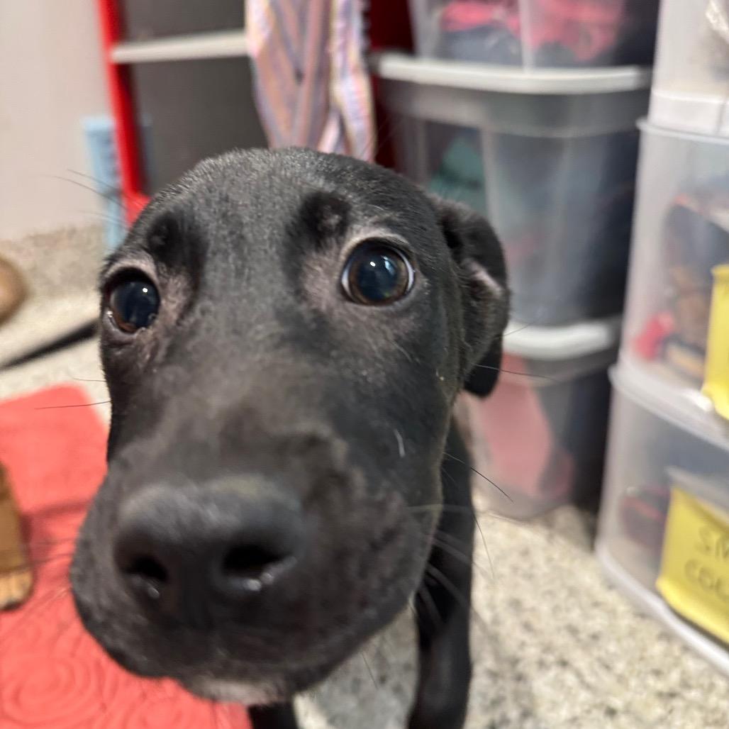 Enlarge Presley, a Adoptable mixed breed in Northville, MI image 4/6