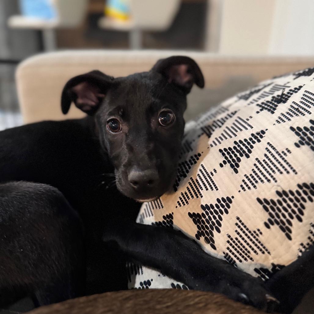 Enlarge Presley, a Adoptable mixed breed in Northville, MI image 5/6